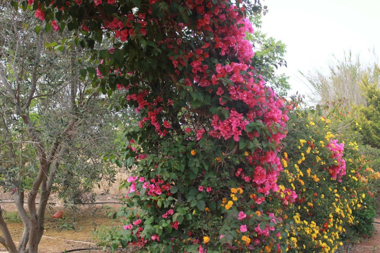 Orchard Blossom Private Villa With Pool Phrenaros Buitenkant foto